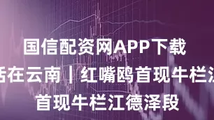 国信配资网APP下载 美好生活在云南｜红嘴鸥首现牛栏江德泽段